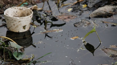 Temporada de dengue: Bromatología pide evitar la reproducción de mosquitos