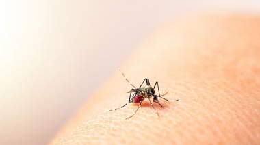 Dengue: aún no hay brotes en la provincia, pero crecen los casos en estudio