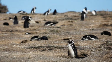 Condenaron al empresario ganadero que aplastó con una topadora a pingüinos en Punta Tombo