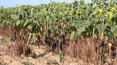 Declaran alerta fitosanitaria en todo el país por una plaga que afecta al girasol