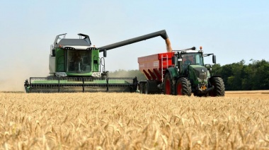 La cosecha de trigo avanza a paso firme y los granos de la gruesa mejorar su condición