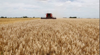 La producción de trigo podría alcanzar un valor histórico de 19,3 millones de toneladas
