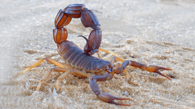 En temporada de alacranes, Bromatología brinda consejos para identificarlos