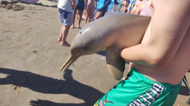 Denuncian imprudencia de turistas ante la muerte de un delfín franciscana en la costa