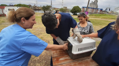 Se ofrece una nueva jornada gratuita de castración masiva de mascotas