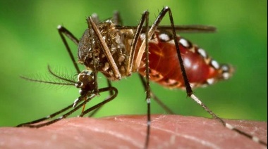 Científicas argentinas buscan detectar casos de infectados con dengue y coronavirus