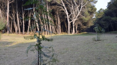 Se van colocando unas mil plantas entre los rodales del Parque y otros puntos del distrito