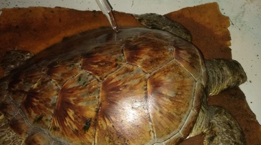 Defensa Civil rescató a un ejemplar de tortuga verde en la zona costera