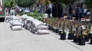 Un cultivador con autorización para cultivo terapéutico fue allanado