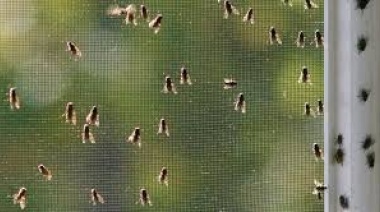 Bromatología fumigará en el Barrio Los Tilos ante la propagación de moscas