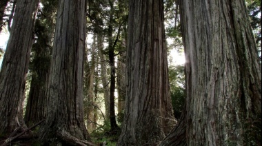 Un empresario deberá pagar más de 36 millones de pesos por la tala de un bosque nativo