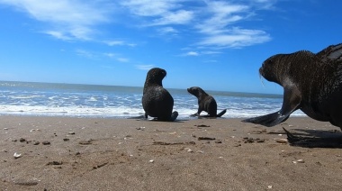 Rescataron un lobo marino atrapado en un pozo de la usina termoeléctrica