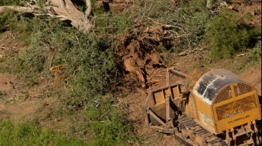 La necesidad de un desarrollo rural sostenible ante la pérdida de bosques nativos