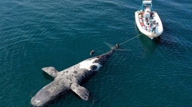 La marea roja ya mató a 13 ballenas en Puerto Pirámides