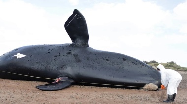 Ya son treinta las ballenas muertas en el Golfo Nuevo de Chubut