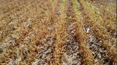 La BCR asegura que el campo perdió casi la mitad de la soja