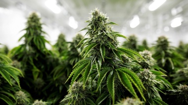 El Gobierno lanzó de manera oficial la Agencia Nacional de Cannabis