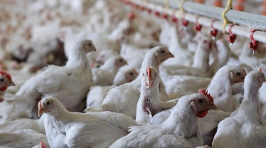 Por un caso altamente patógeno en aves de corral, Argentina suspende exportaciones