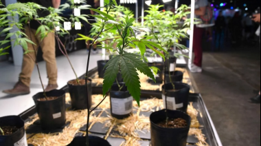 Mar del Plata recibe a la primera Cumbre Internacional de Cannabis y Cáñamo