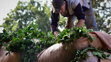 Yerba y carne de cabra, los nuevos productos alcanzados por el dólar agro