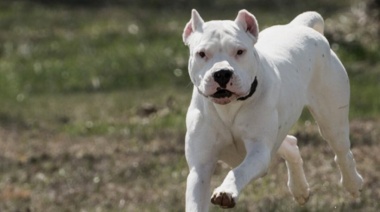 Dos dogos atacaron a una adolescente y la mataron