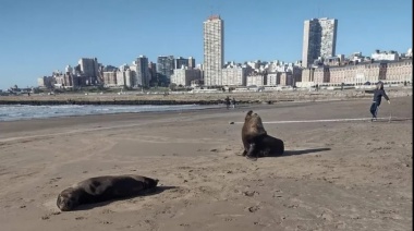 Por la gripe, ya murieron más de cien lobos marinos en las playas bonaerenses