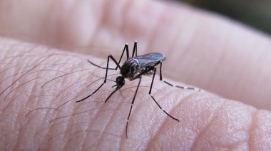 Temen por una "reintroducción" del virus del dengue en la provincia