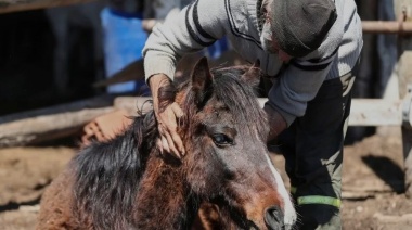 Son 32 los municipios bonaerenses con casos de Encefalitis Equina en humanos