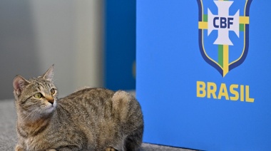 Los brasileños responsabilizan a un gato por su eliminación contra Uruguay