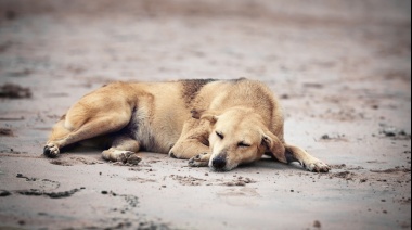 Día del Perro Callejero: se estima que más de 20 millones de animales no tiene hogar