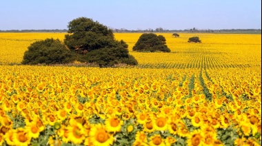 Comenzó la siembra de girasol y el clima seco puede jugar a favor para su crecimiento