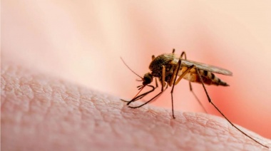 Los mosquitos del dengue ahora resisten a los insecticidas