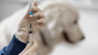 Más de 80 mascotas vacunadas en un operativo realizado en el CAPS Sur