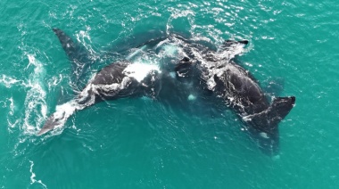 Se registraron imágenes de un apareamiento de ballenas por primera vez en Necochea