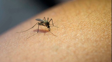 Medidas preventivas para evitar la proliferación del mosquito transmisor del dengue