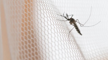 Un tercio de los municipios bonaerenses tienen brotes de dengue