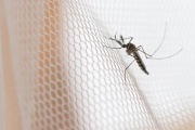 Un tercio de los municipios bonaerenses tienen brotes de dengue