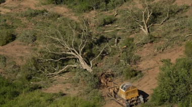 La Legislatura chaqueña aprobó el desmonte de un millón de hectáreas de bosque nativo