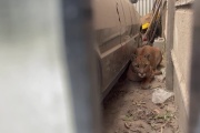 Encontraron un puma suelto en una vivienda de Juan N, Fernández