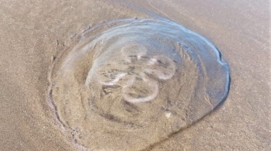 Las aguas vivas se replican en Monte Hermoso y los turistas hablan de su peligrosidad