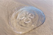Las aguas vivas se replican en Monte Hermoso y los turistas hablan de su peligrosidad