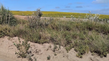 Se acerca la declaración de Emergencia Agropecuaria para el partido de Necochea