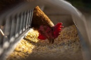 Por la aparición de la gripe aviar, los huevos no paran de aumentar