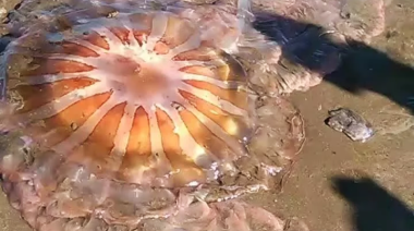 La naturaleza se apoderó de la playa y los hallazgos sorprenden al turismo