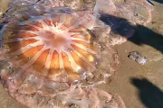 La naturaleza se apoderó de la playa y los hallazgos sorprenden al turismo