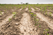 La Provincia prorrogó la Emergencia Agropecuaria en Necochea y sumó a otros partidos