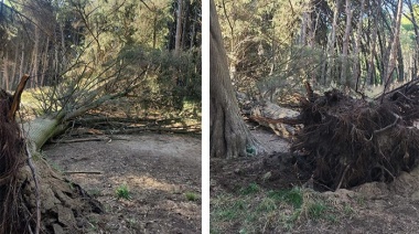 Extraen un árbol del Circuito Aeróbico que fue derribado por los fuertes vientos