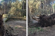 Extraen un árbol del Circuito Aeróbico que fue derribado por los fuertes vientos