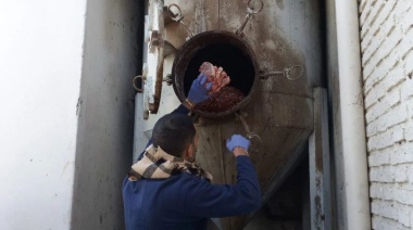 Triquinosis en Tres Arroyos: 71 cerdos arrojaron resultado positivo en un criadero