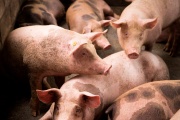 Bromatología reitera medidas preventivas ante nuevos casos de triquinosis en la provincia